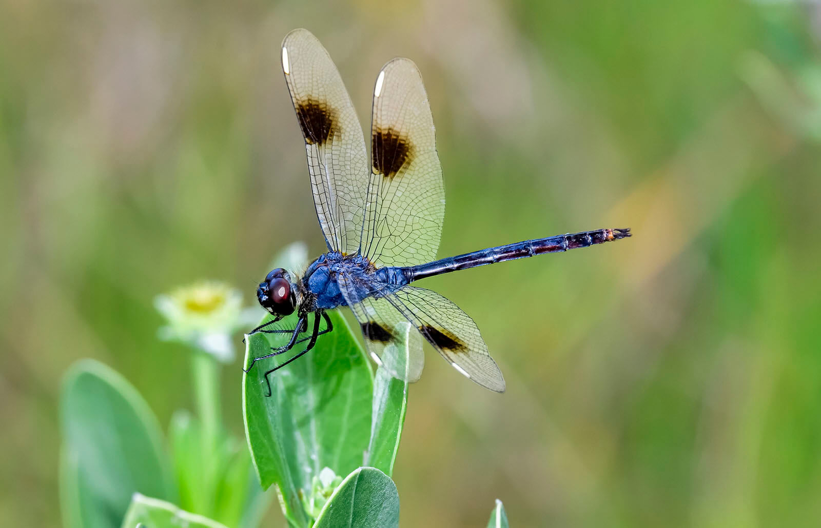 Detail Picture Of A Dragonfly Nomer 35