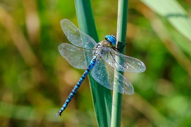 Detail Picture Of A Dragonfly Nomer 5