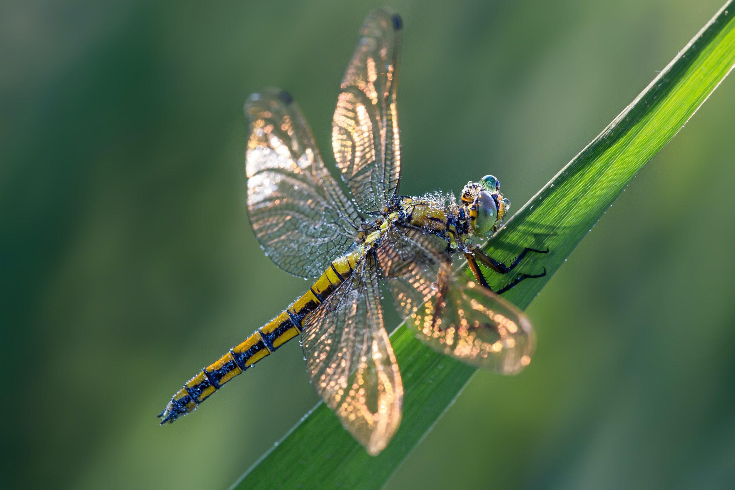 Detail Picture Of A Dragonfly Nomer 51