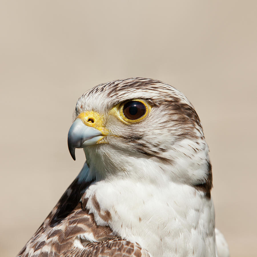 Detail Picture Of A Falcon Bird Nomer 49