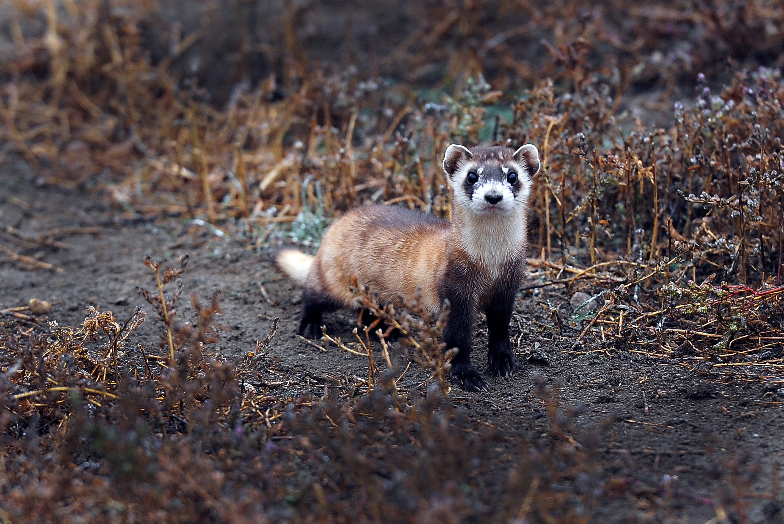 Detail Picture Of A Ferret Nomer 36