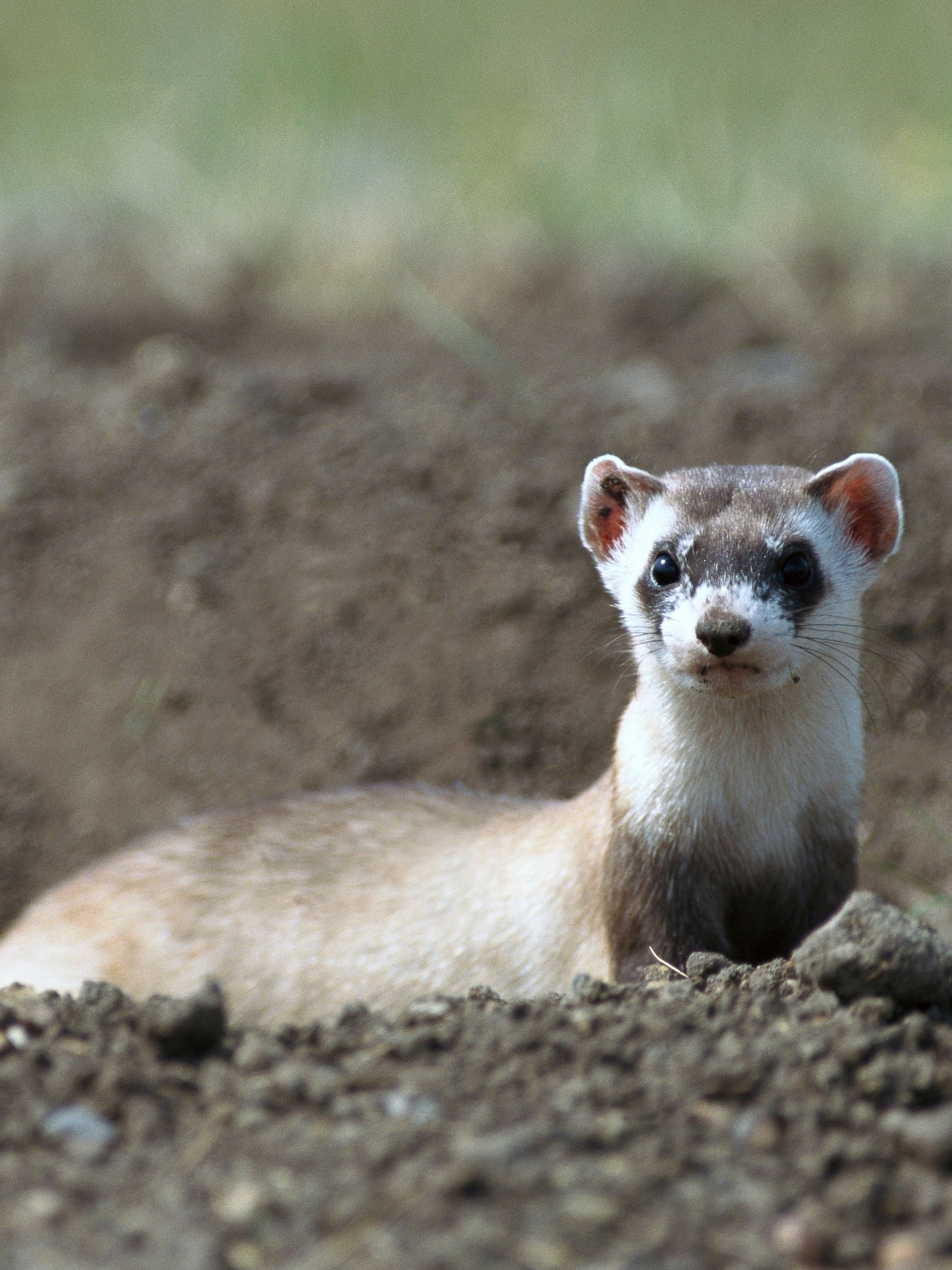 Detail Picture Of A Ferret Nomer 47