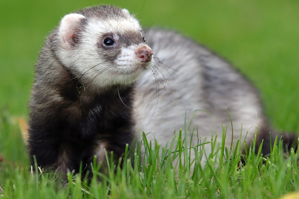 Detail Picture Of A Ferret Nomer 7