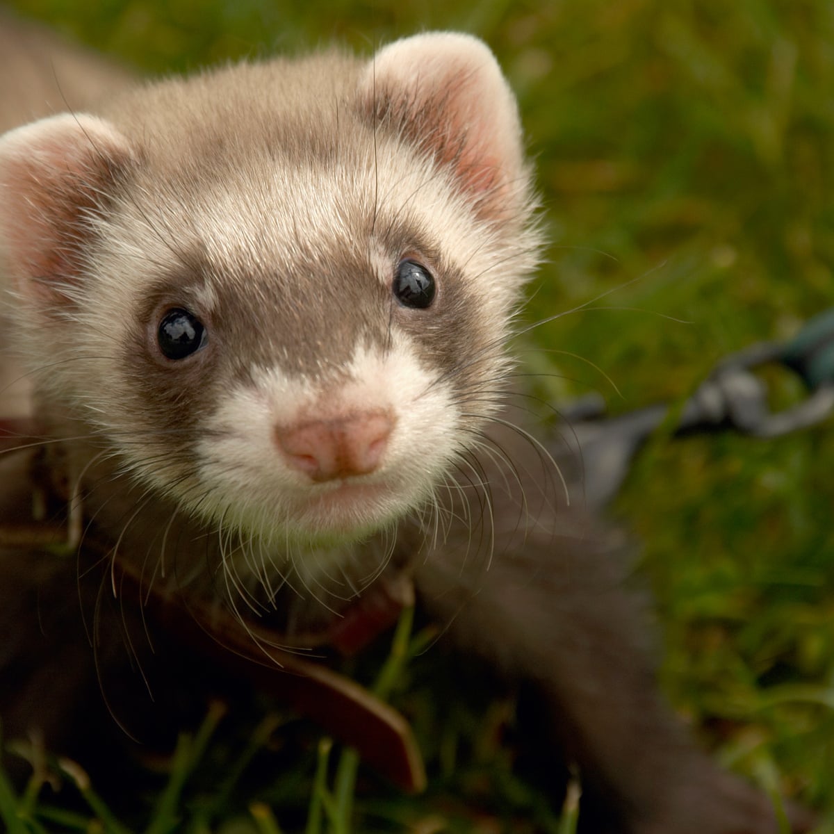 Detail Picture Of A Ferret Nomer 8