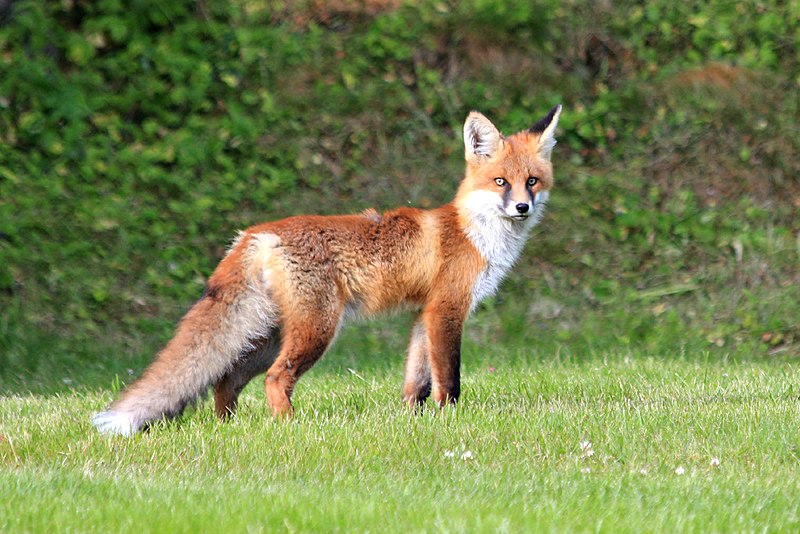 Picture Of A Fox - KibrisPDR