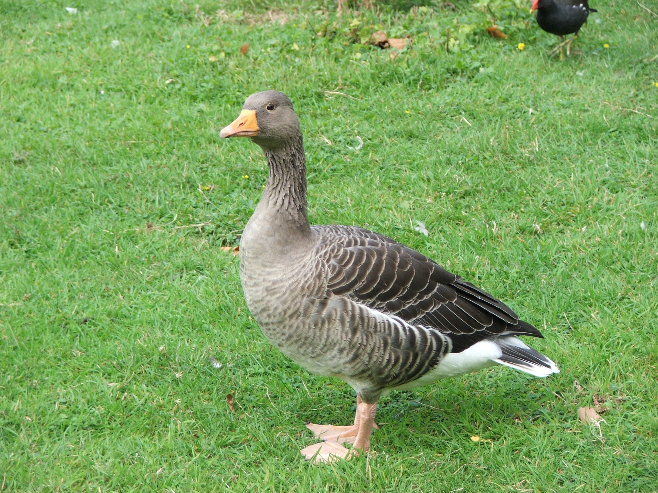 Detail Picture Of A Goose Nomer 2