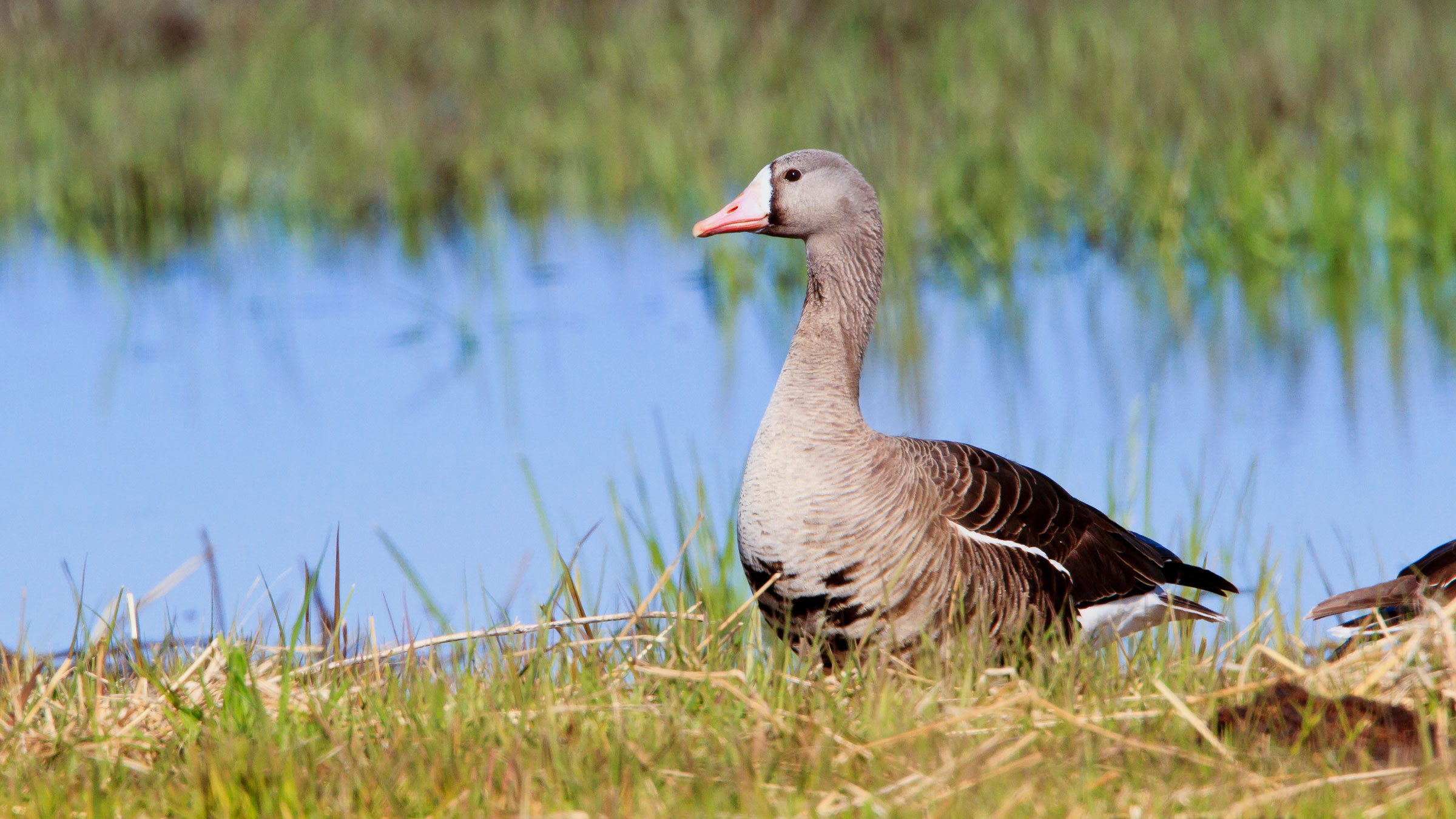 Detail Picture Of A Goose Nomer 41