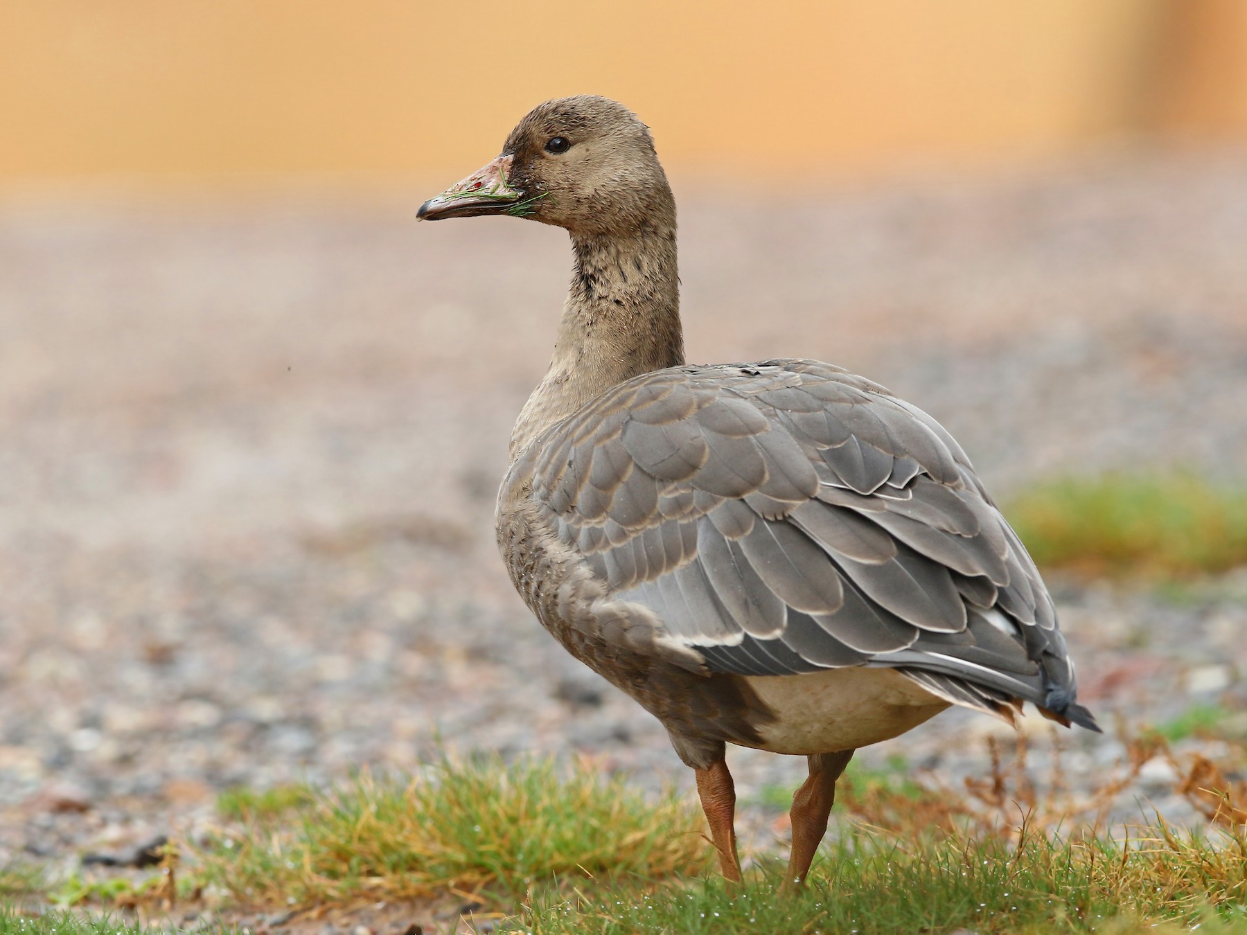 Detail Picture Of A Goose Nomer 55