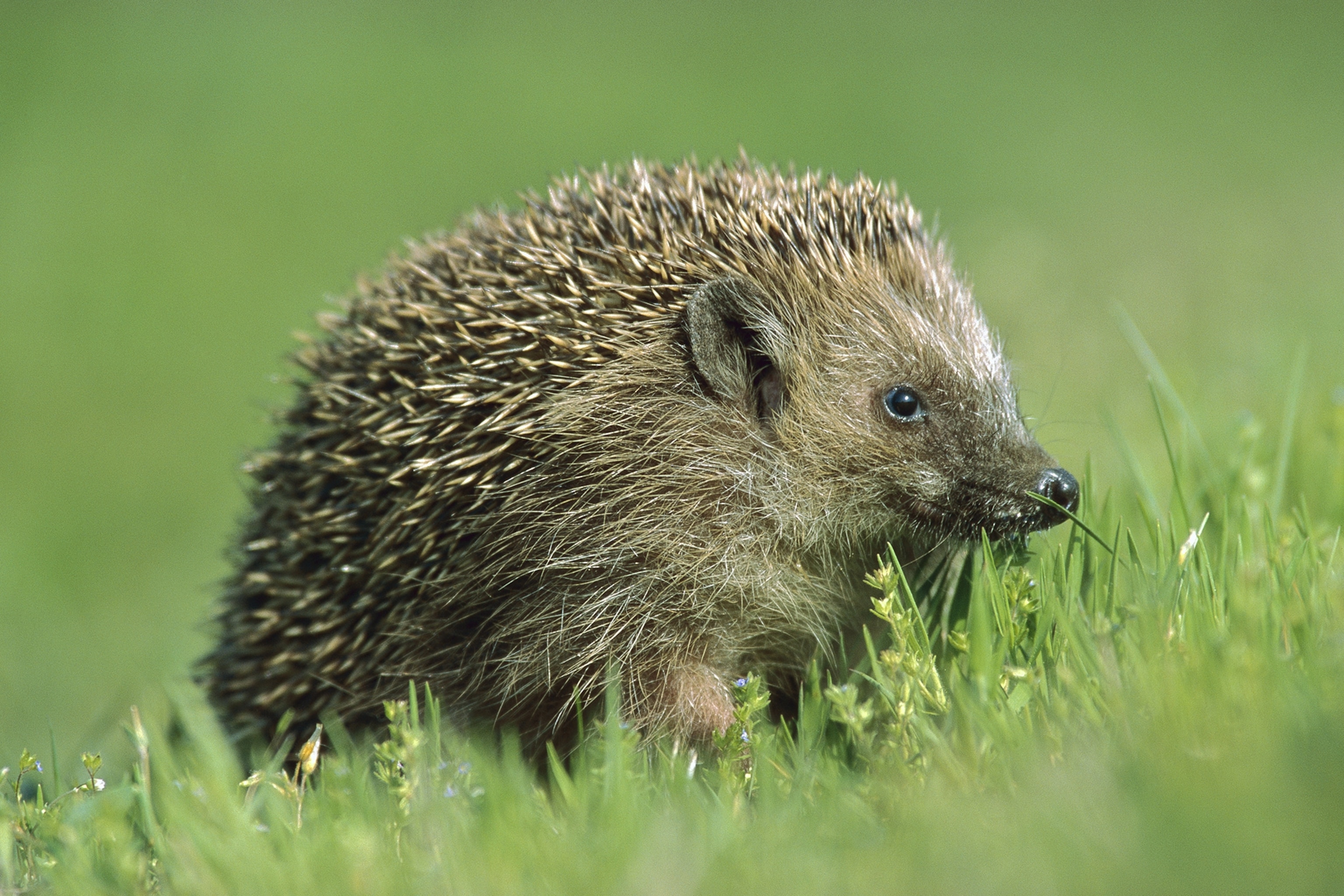 Detail Picture Of A Hedgehog Nomer 2