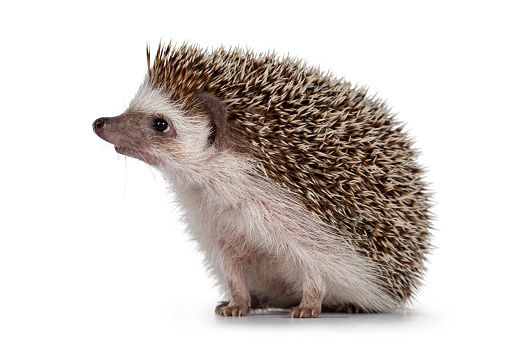 Detail Picture Of A Hedgehog Nomer 11