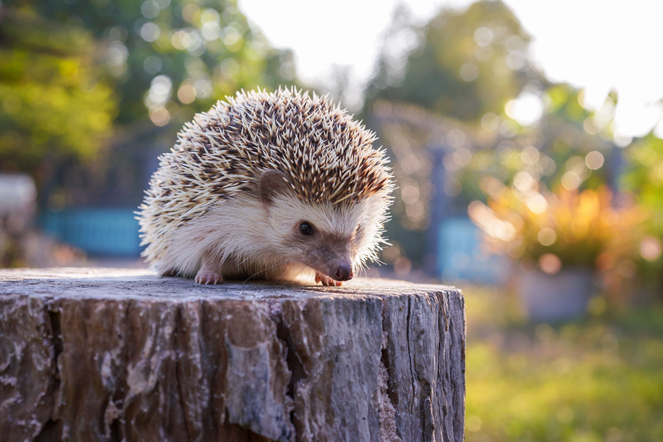 Detail Picture Of A Hedgehog Nomer 12