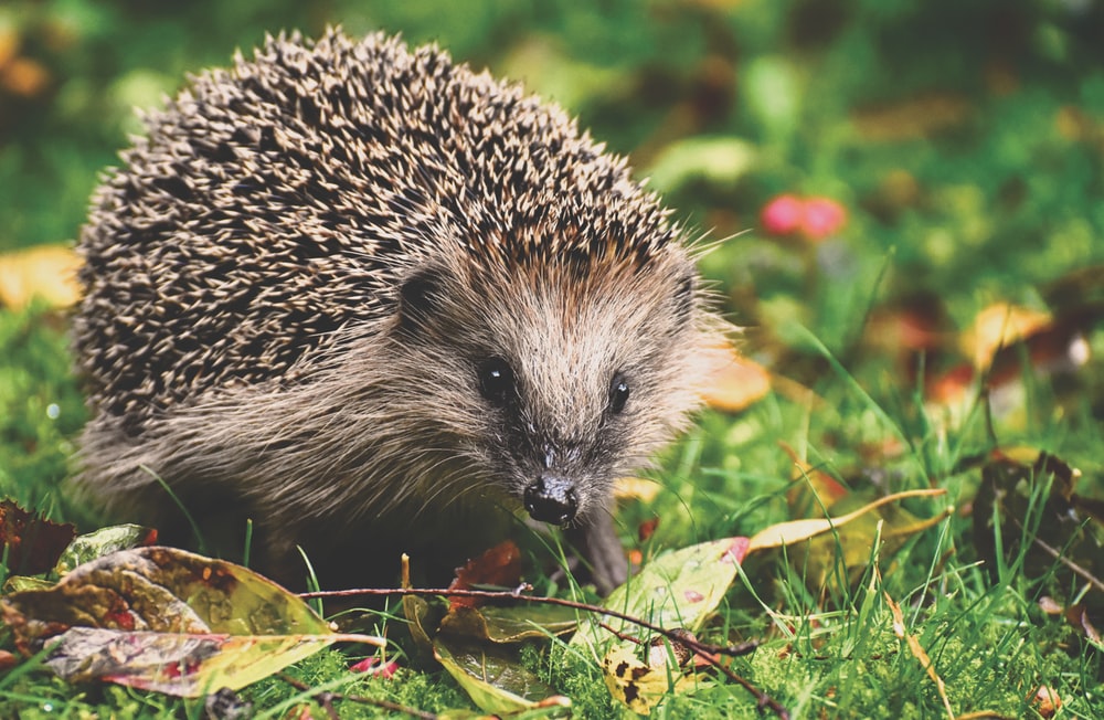 Detail Picture Of A Hedgehog Nomer 14