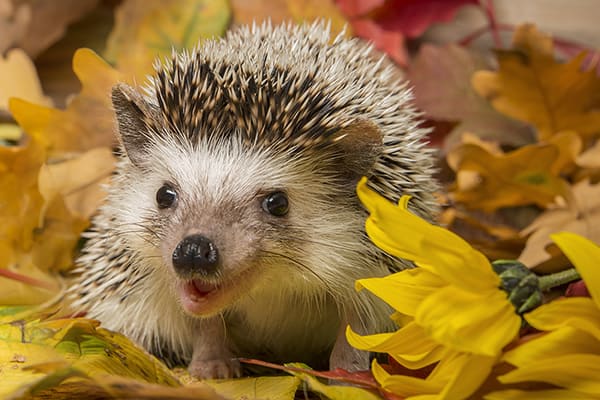 Detail Picture Of A Hedgehog Nomer 17