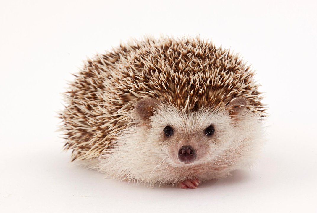 Detail Picture Of A Hedgehog Nomer 3