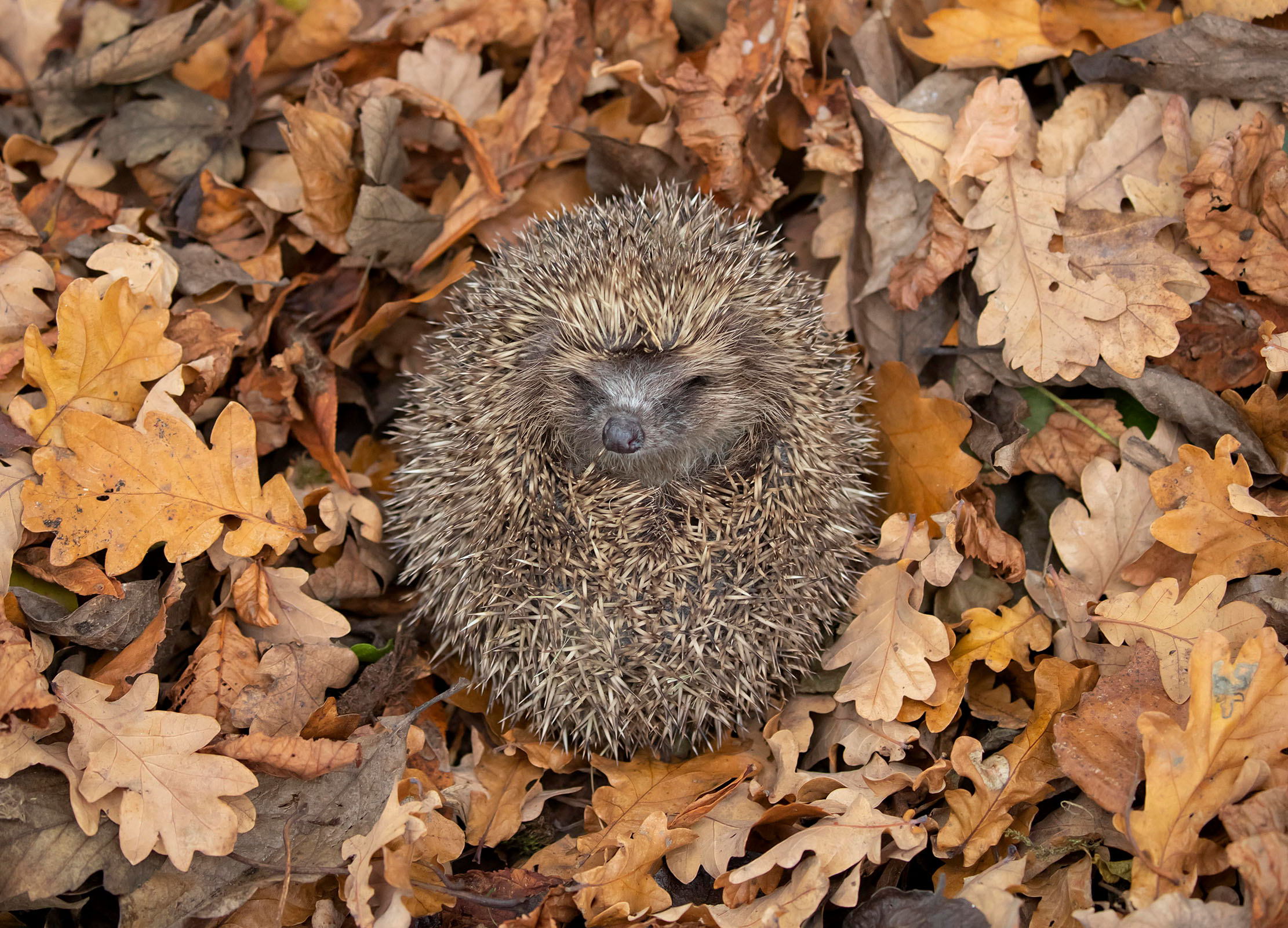 Detail Picture Of A Hedgehog Nomer 27