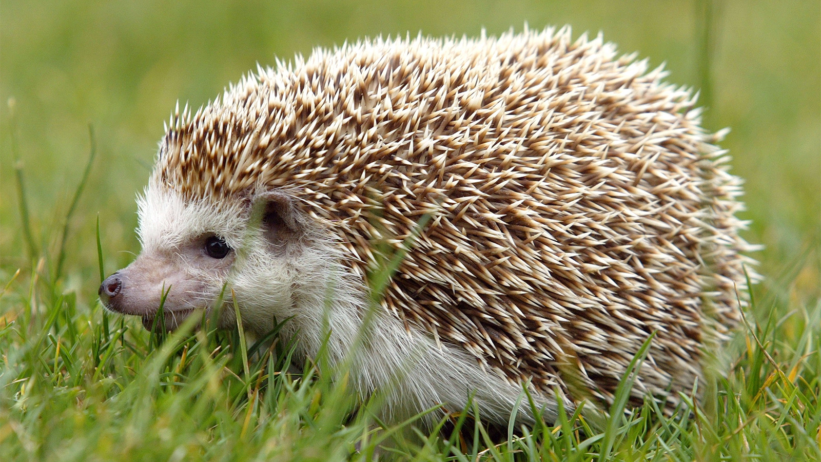 Detail Picture Of A Hedgehog Nomer 4