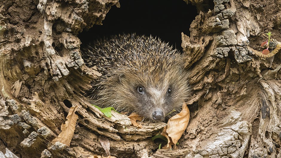 Detail Picture Of A Hedgehog Nomer 35