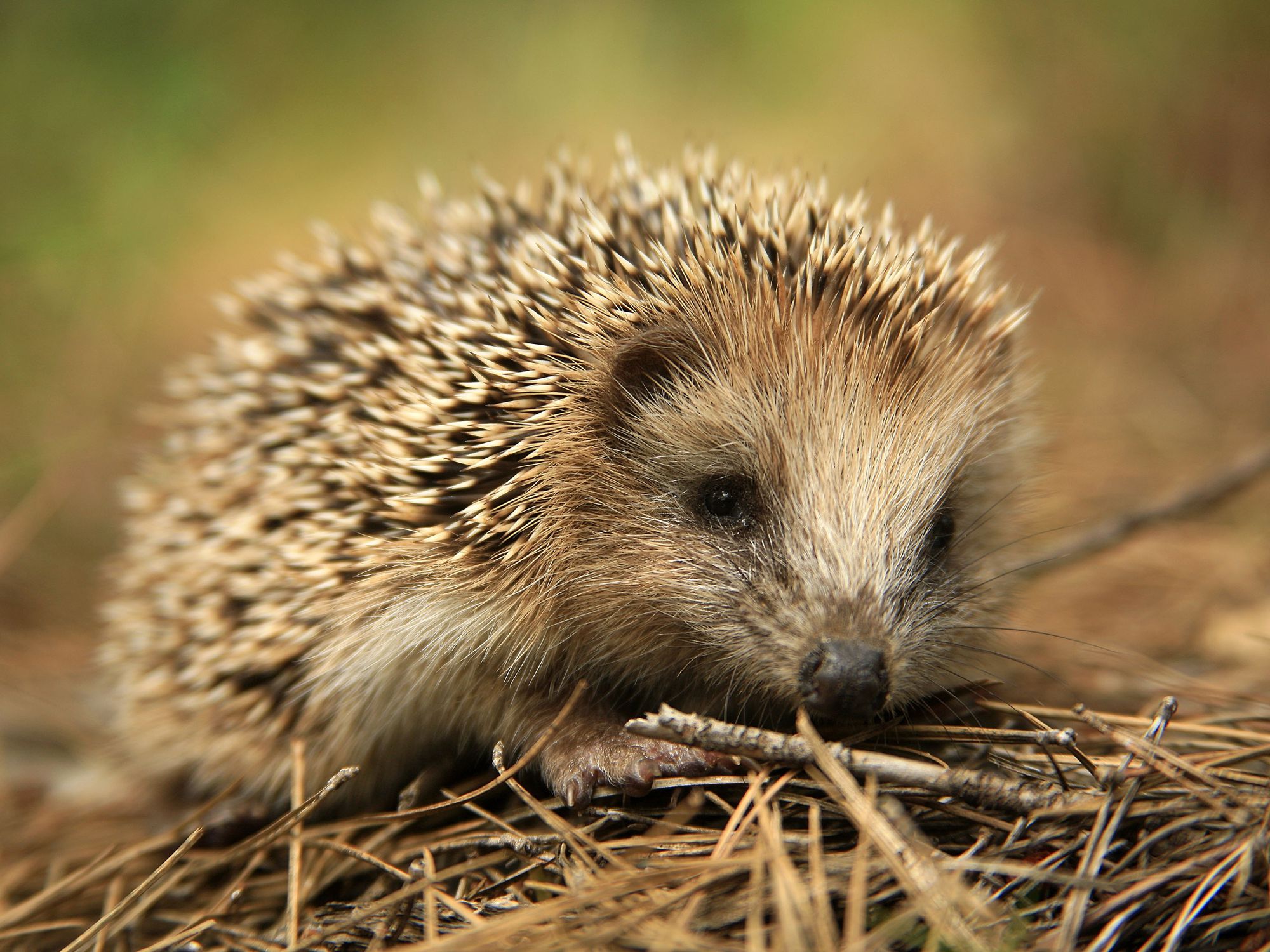 Detail Picture Of A Hedgehog Nomer 36