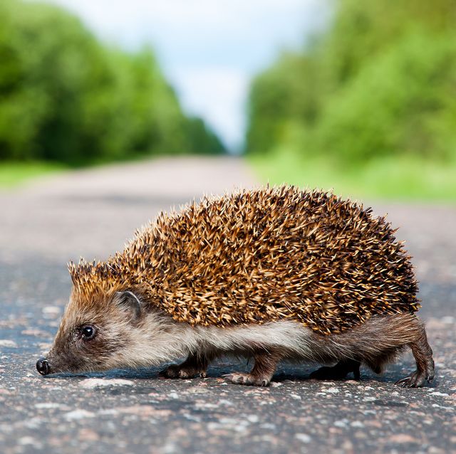 Detail Picture Of A Hedgehog Nomer 39