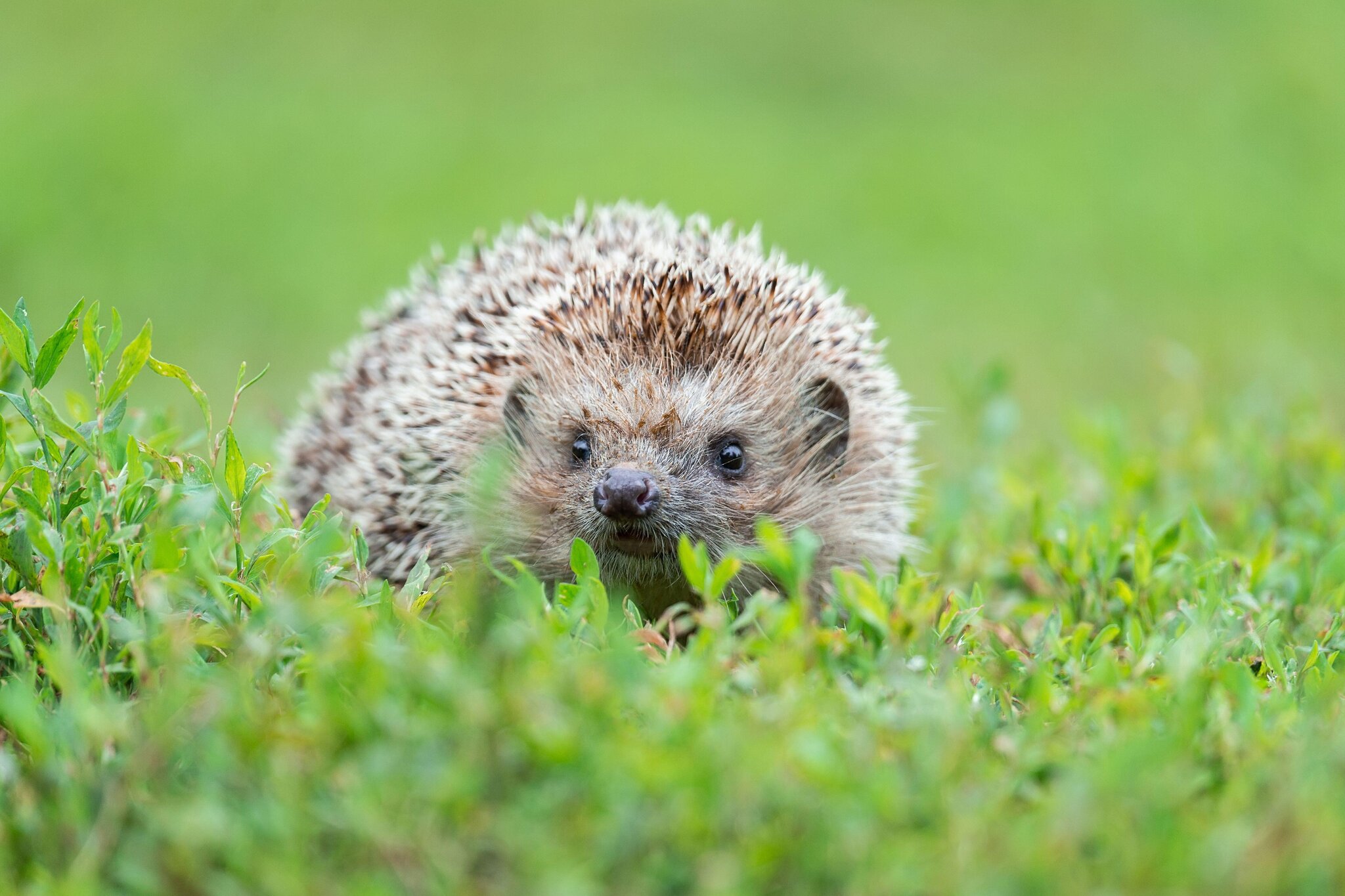 Detail Picture Of A Hedgehog Nomer 45