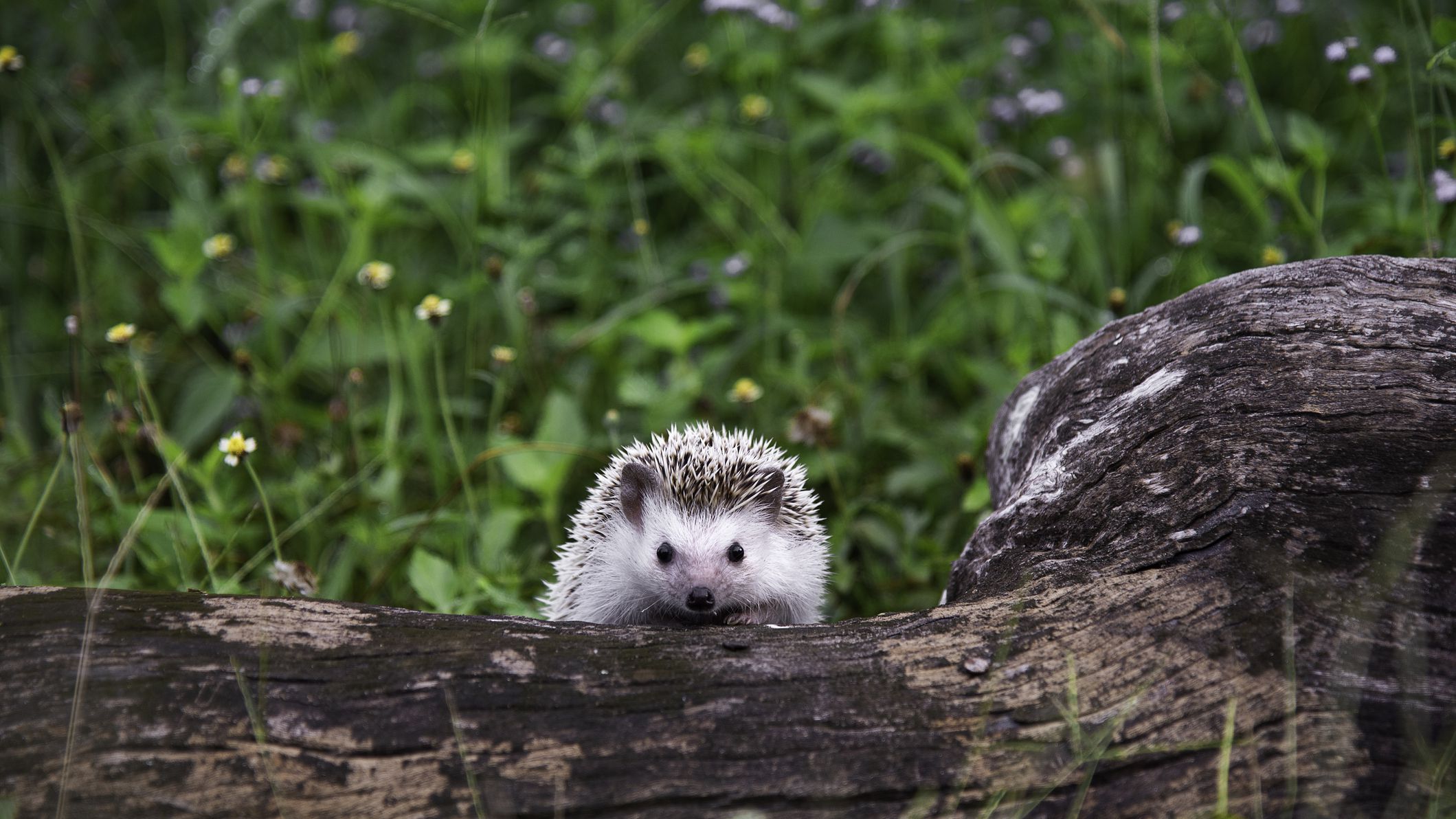 Detail Picture Of A Hedgehog Nomer 50