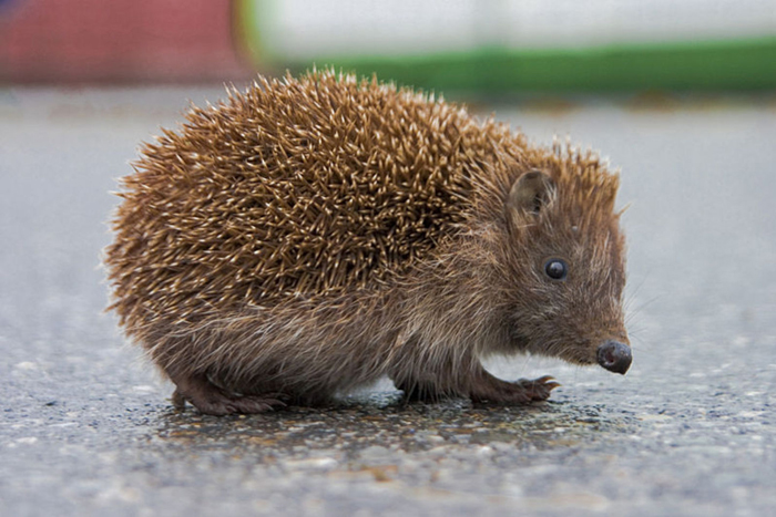 Detail Picture Of A Hedgehog Nomer 58