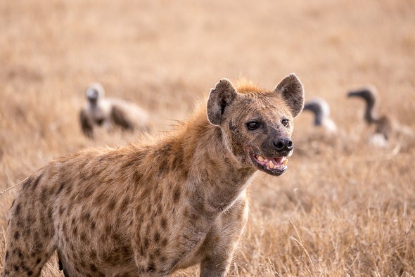 Detail Picture Of A Hyena Nomer 16