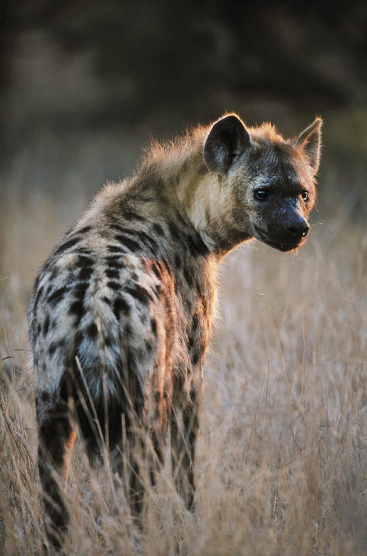 Detail Picture Of A Hyena Nomer 19