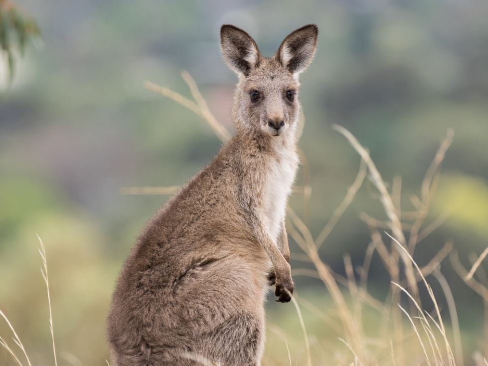 Detail Picture Of A Kangaroo Nomer 13