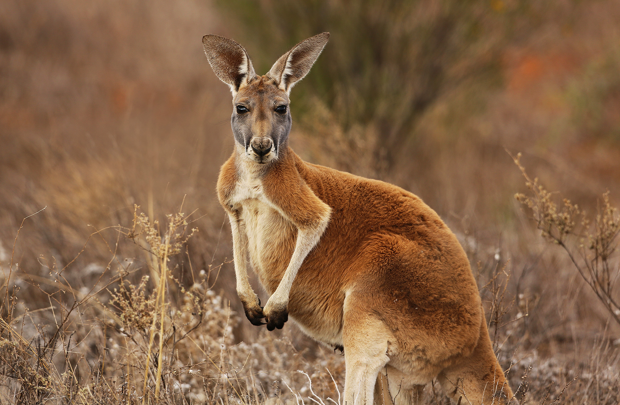 Detail Picture Of A Kangaroo Nomer 22