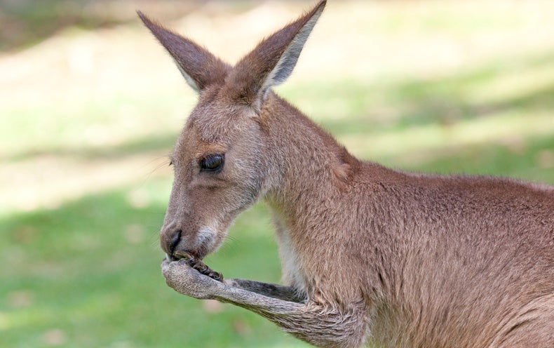 Detail Picture Of A Kangaroo Nomer 45