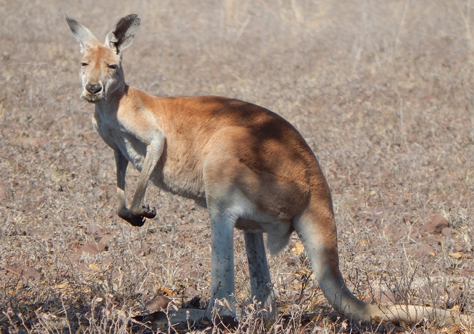 Detail Picture Of A Kangaroo Nomer 53