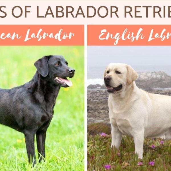 Detail Picture Of A Labrador Nomer 19
