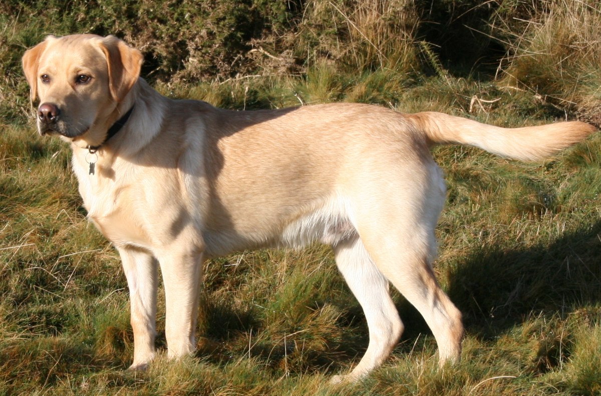 Picture Of A Labrador Retriever - KibrisPDR