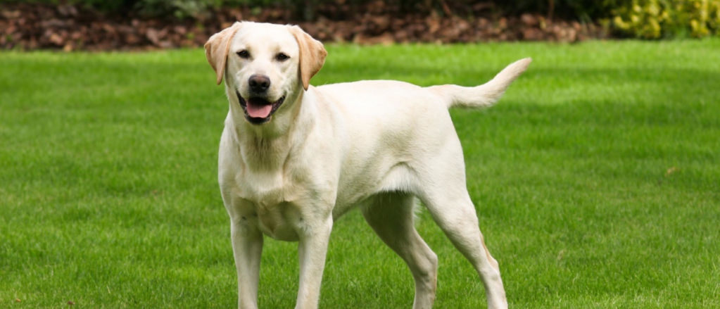 Detail Picture Of A Labrador Retriever Nomer 16