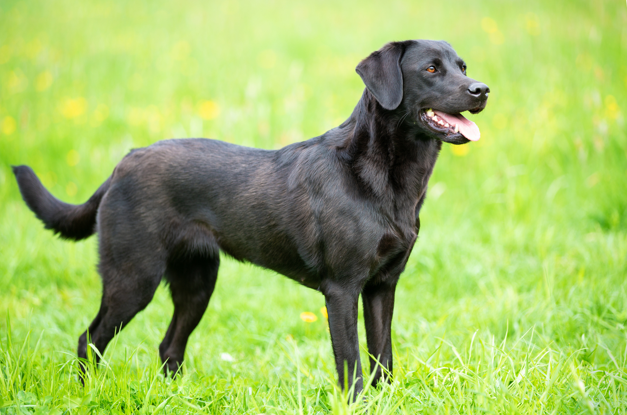 Detail Picture Of A Labrador Retriever Nomer 20