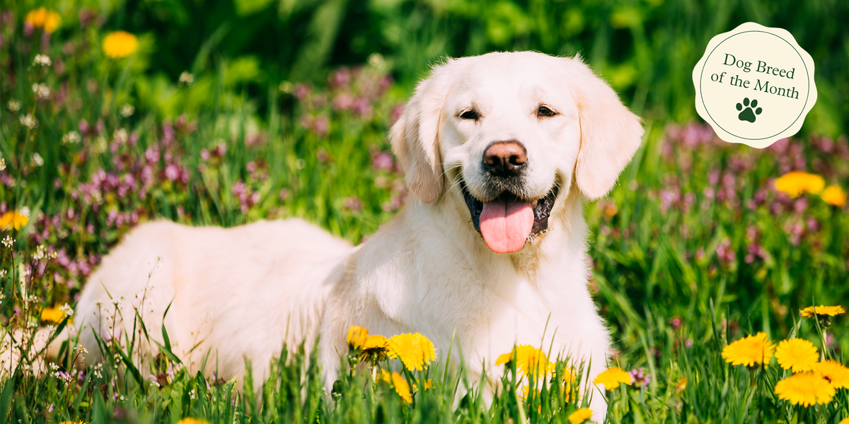 Detail Picture Of A Labrador Retriever Nomer 32