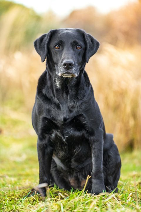 Detail Picture Of A Labrador Retriever Nomer 47