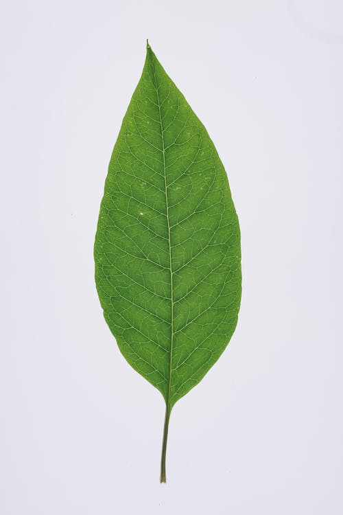 Picture Of A Leaf - KibrisPDR
