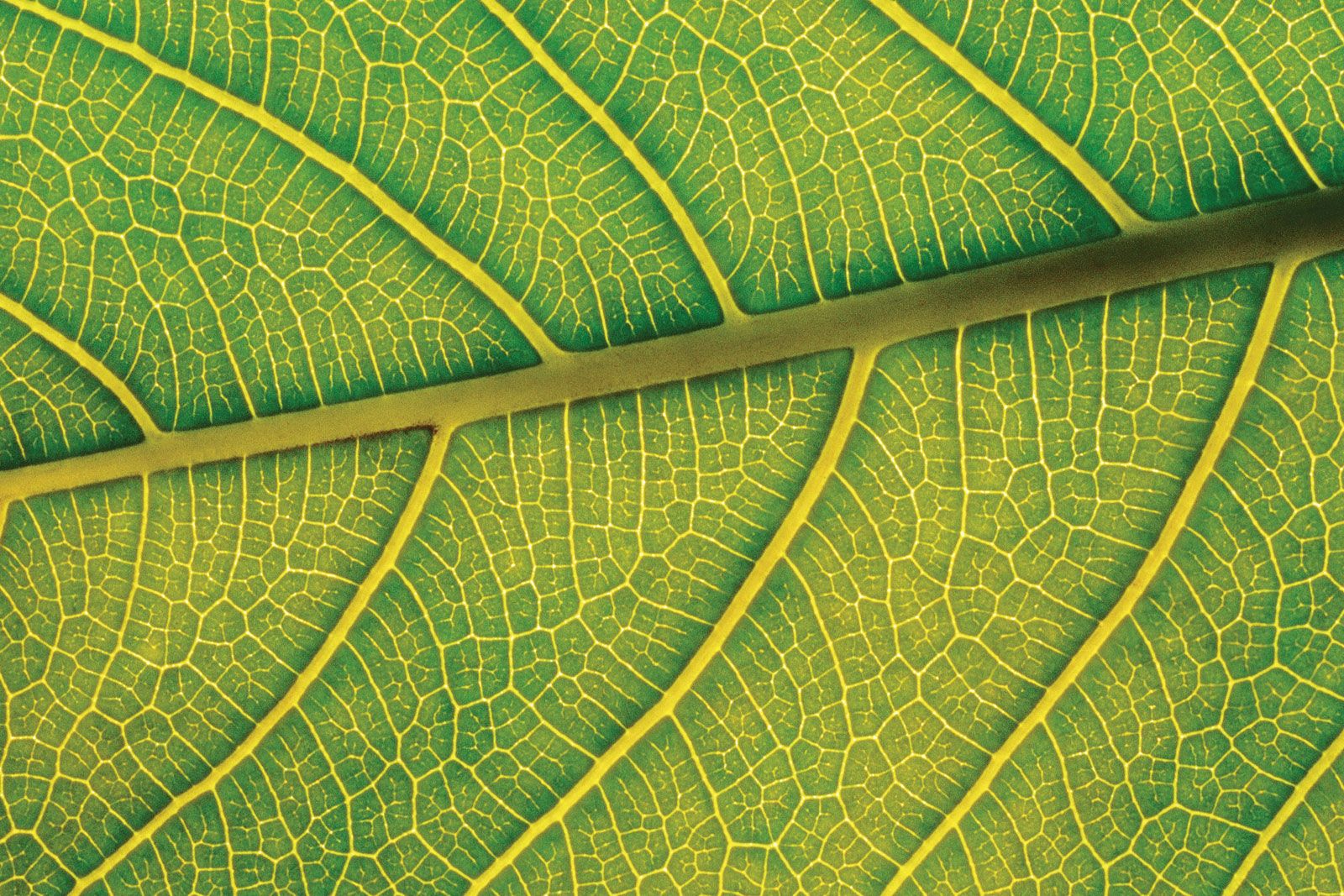 Detail Picture Of A Leaf Nomer 20