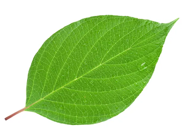 Detail Picture Of A Leaf Nomer 3