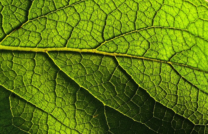 Detail Picture Of A Leaf Nomer 21