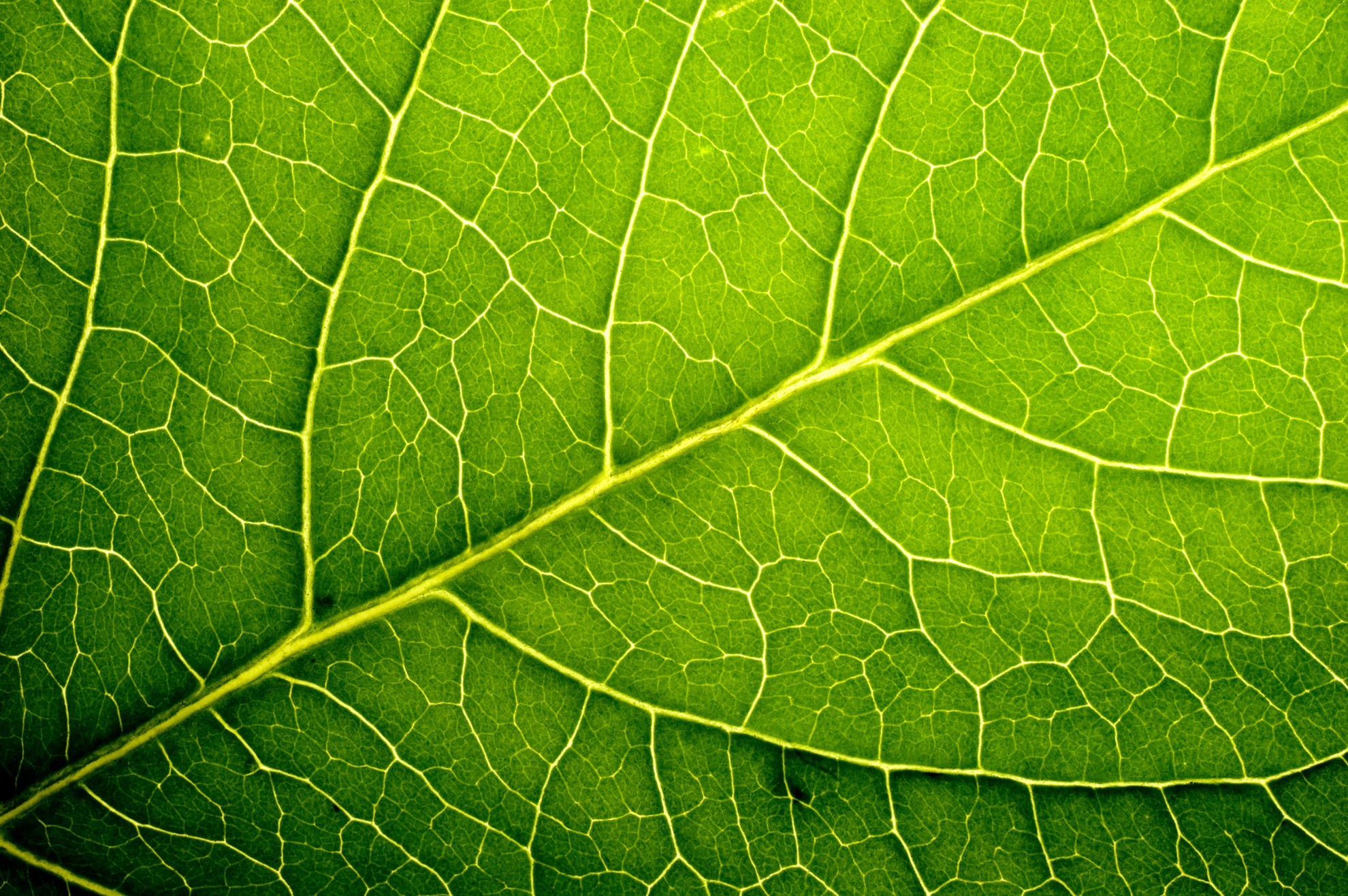 Detail Picture Of A Leaf Nomer 6