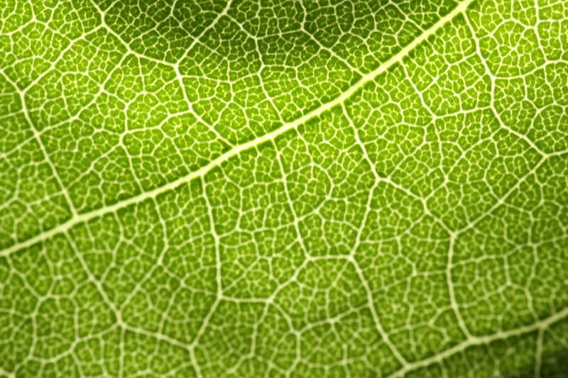 Detail Picture Of A Leaf Nomer 55