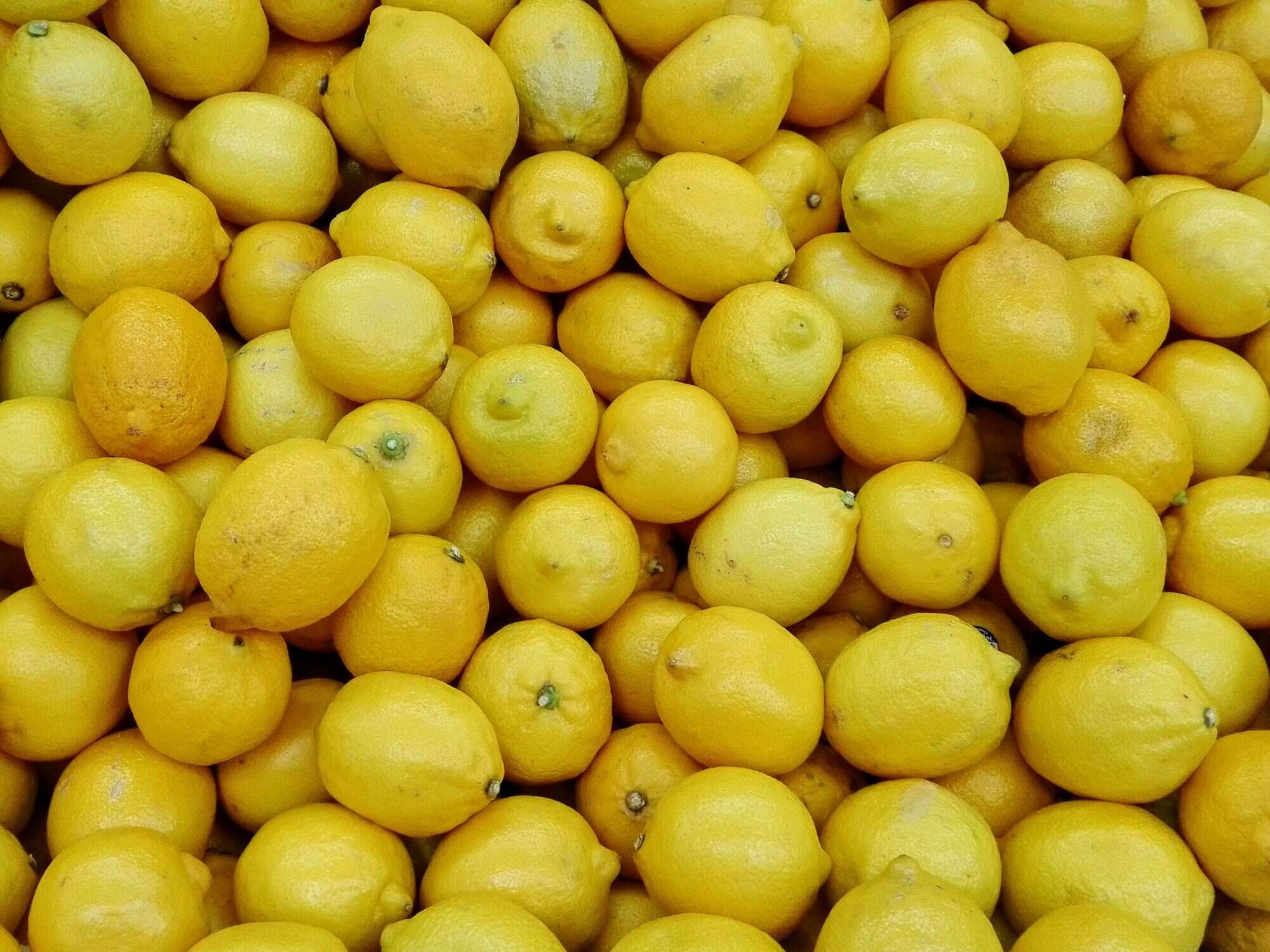 Detail Picture Of A Lemon Nomer 38