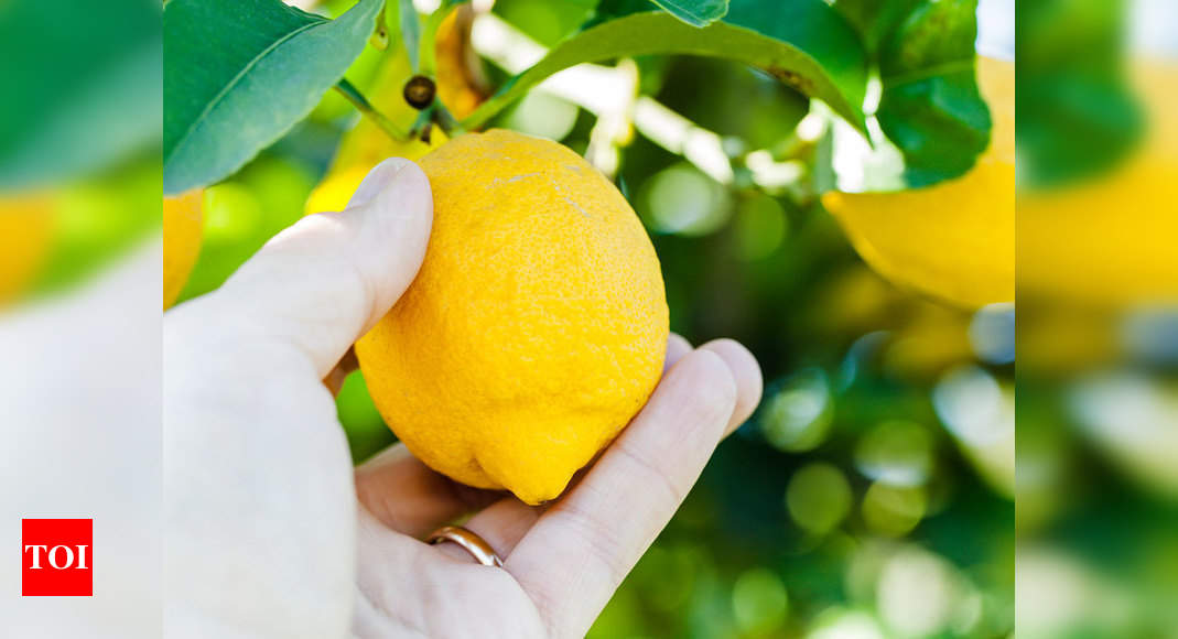 Detail Picture Of A Lemon Nomer 53