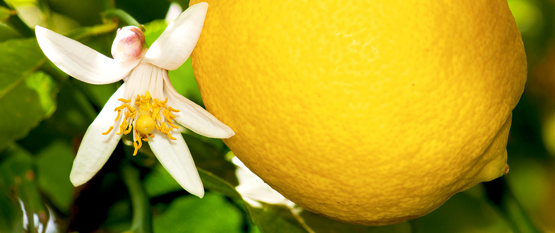 Detail Picture Of A Lemon Nomer 56
