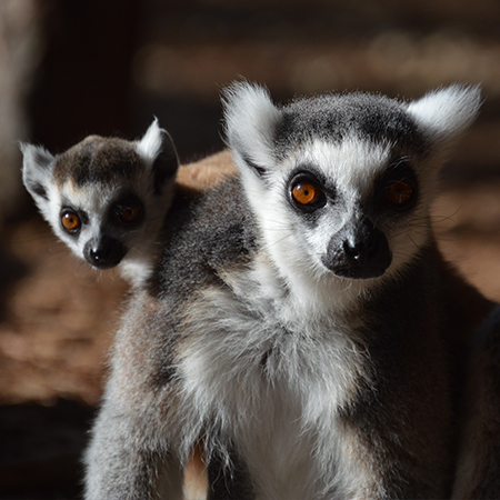 Detail Picture Of A Lemur Nomer 21