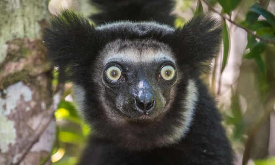 Detail Picture Of A Lemur Nomer 26