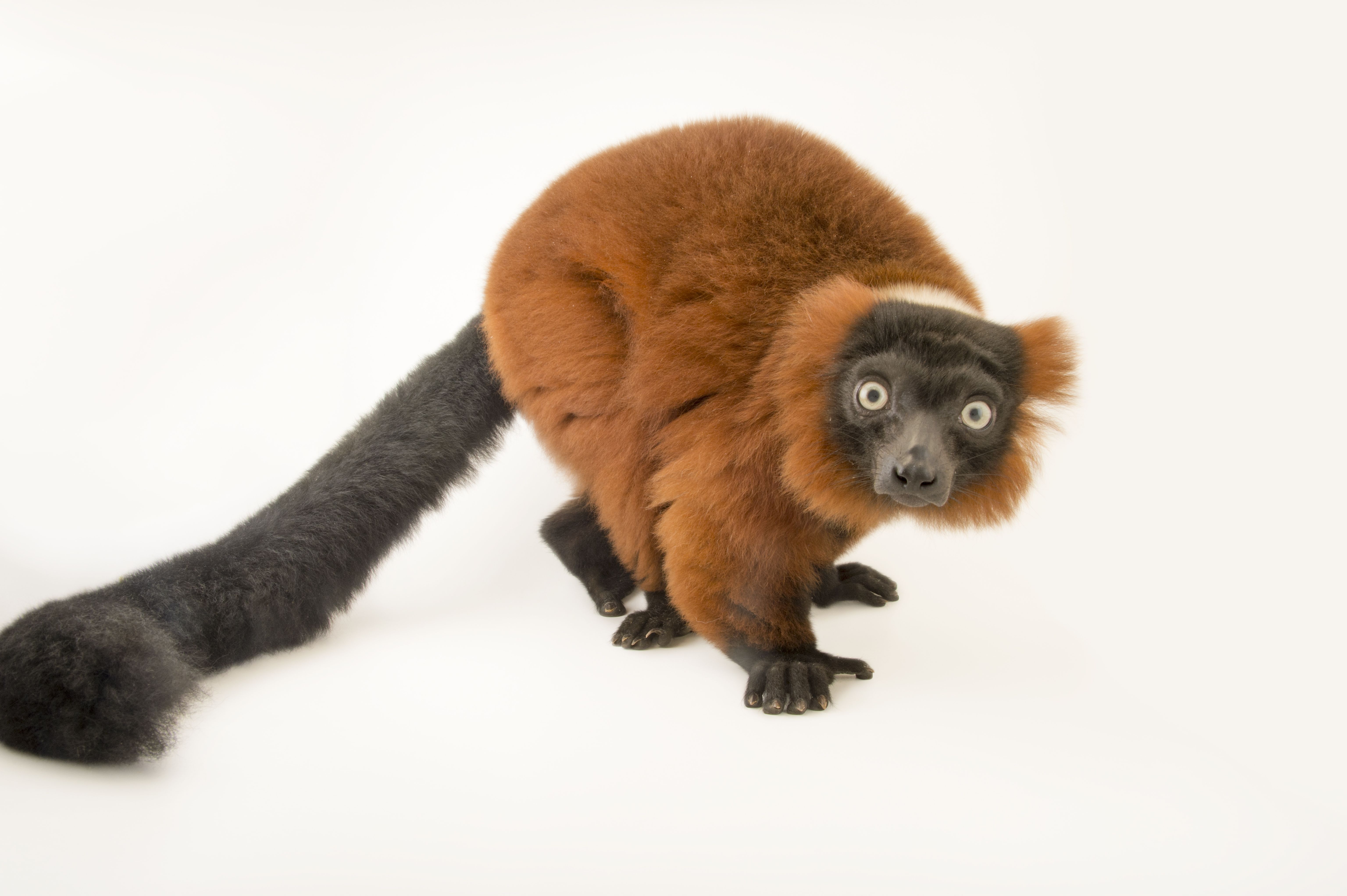 Detail Picture Of A Lemur Nomer 37